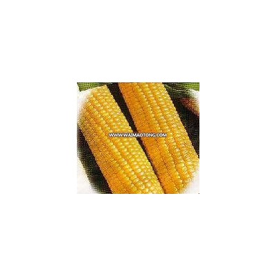 Yellow corn nonGMO